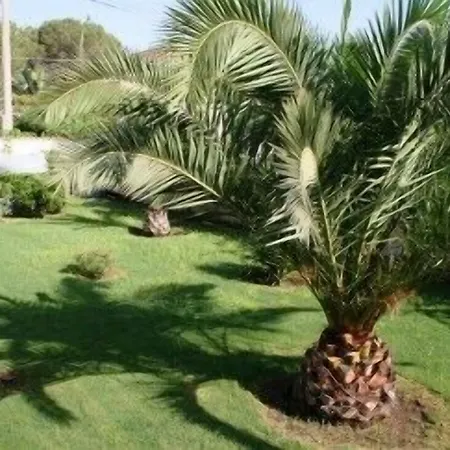 Perla Del Sole Arenella (Syracuse)